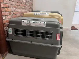 Side view of three gray and tan airline pet crates lined up against a brick wall, each bearing a ‘LIVE ANIMALS’ sticker printed with Transcontinental Pet Movers’ contact information.