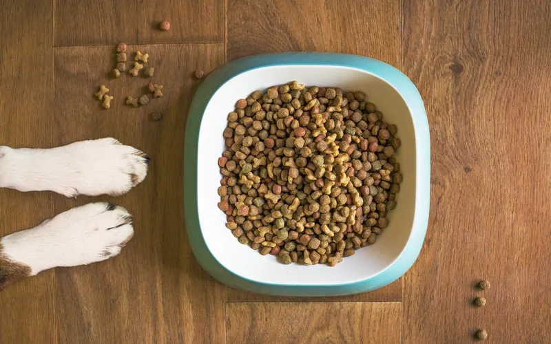 Why Do Many Vets Recommend Science Diet, Royal Canin, and Purina Brands, While Many YouTubers and Bloggers Advocate for Fresh, Raw, or Expensive Pet Food Brands?