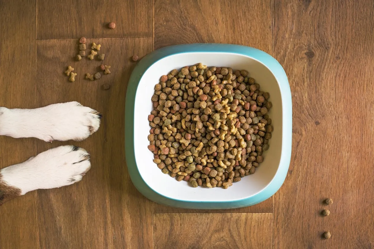 dog food