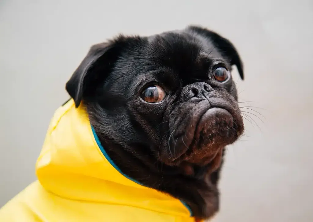 Close-up of a black pug wearing a yellow raincoat, showing its warm brown eyes.
