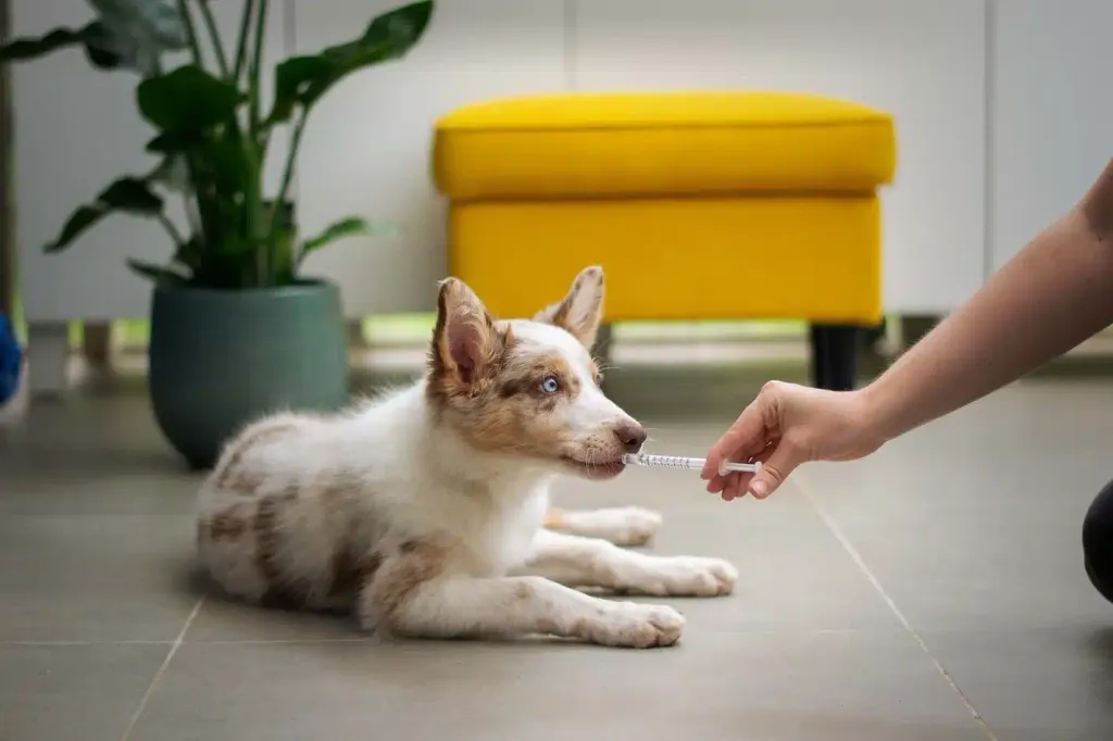 A person’s hand offers an oral dosing syringe to a merle puppy with upright ears lying on the floor beside a potted plant and a yellow ottoman.