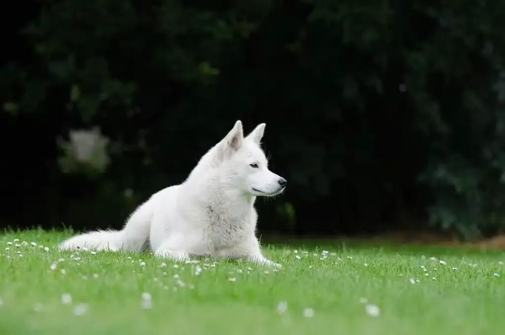 White husky resting in summer meadow grass