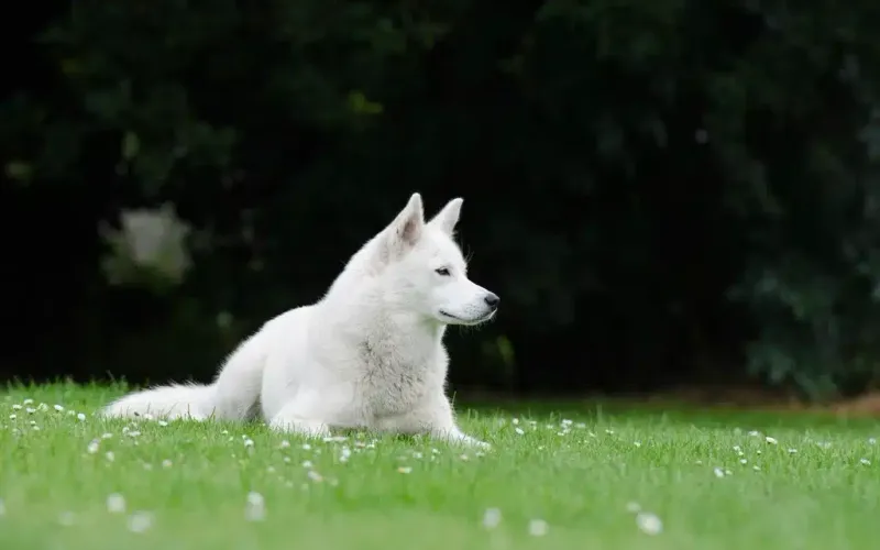 If Your Dog Suddenly Stops Walking in Summer, Don’t Pull First