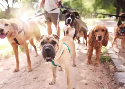 A professional dog walker holds multiple leashes for a group of dogs -- including a wrinkled tan Shar Pei in front, a brindle Boxer, and a red Cocker Spaniel -- walking together on a park path.