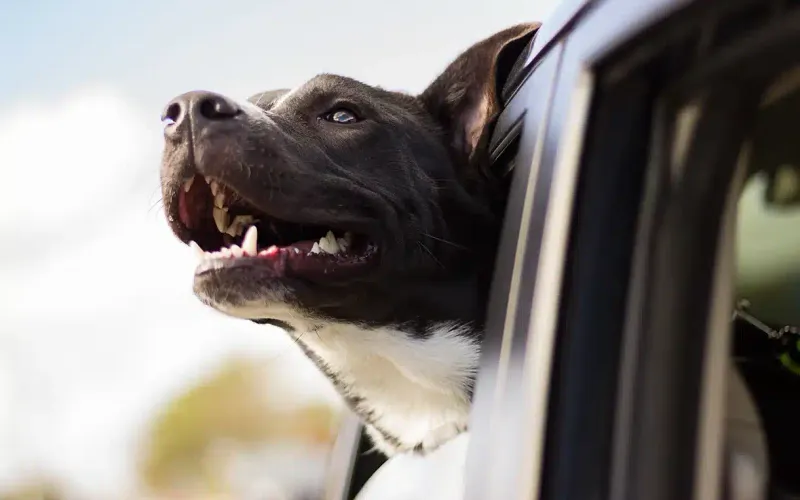 2024 Guide to Dog-Friendly Motels in the U.S.: Affordable and Pet-Friendly Stays
