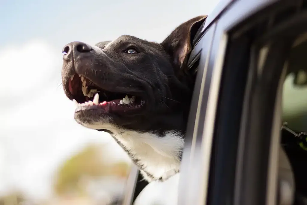 dog in vehicle