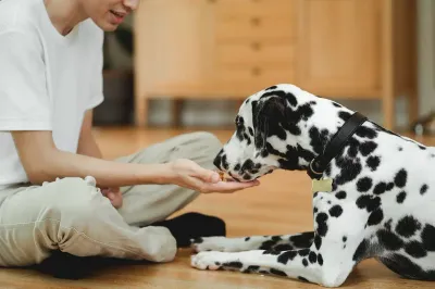 A person sitting cross-legged on a wooden floor hand-feeds a Dalmatian a small piece of food from their palm.