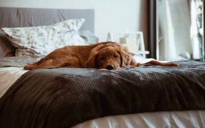 Do You Let Your Dog Sleep in Your Bed?