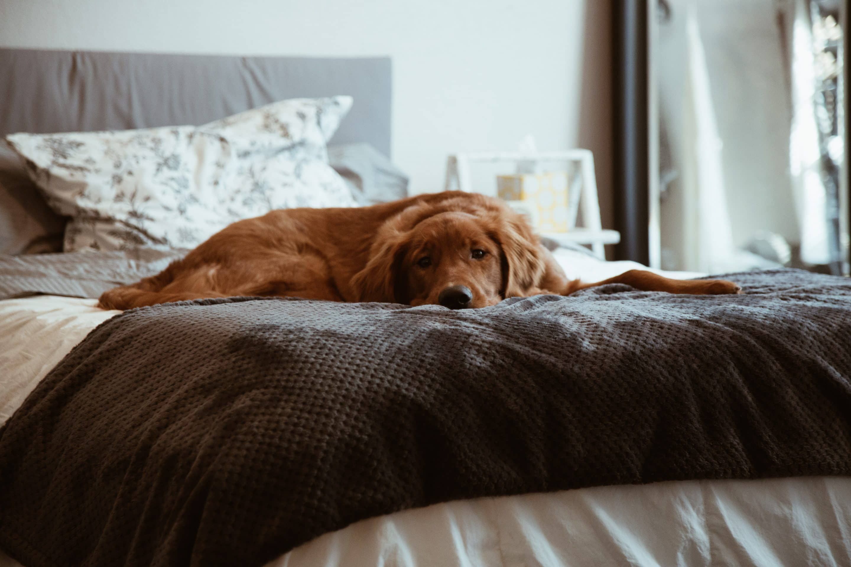 Golden retriever resting on bed