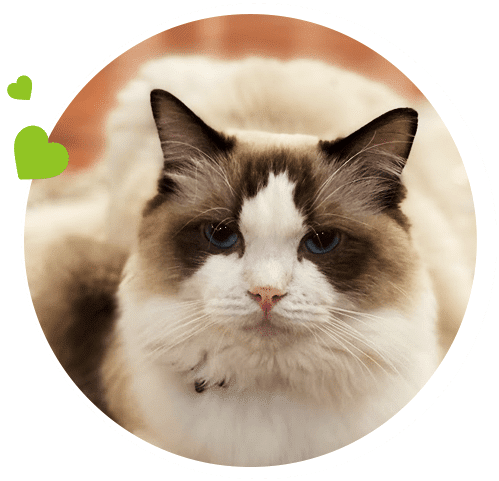 How Pet Travel Works With Us
