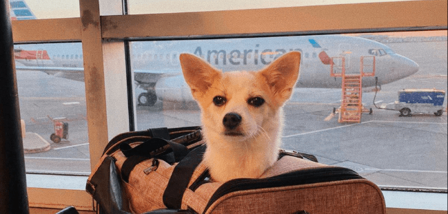 International Pet Relocation  Export - From US