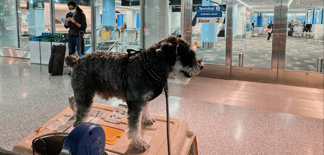 International Pet Relocation  Export - From US