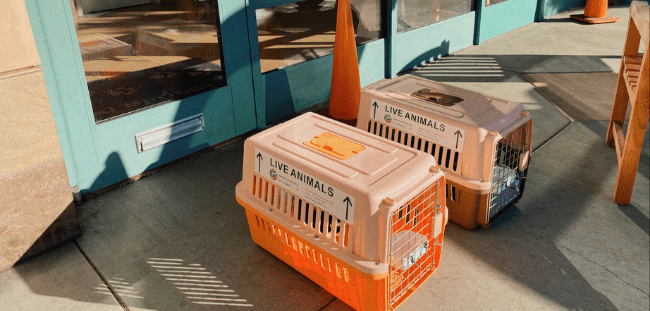 Domestic Pet Relocation - Within US