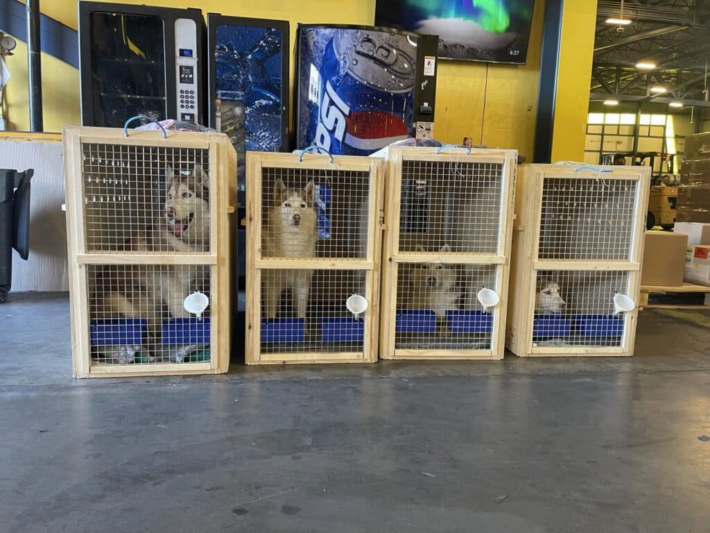 4 huskies
