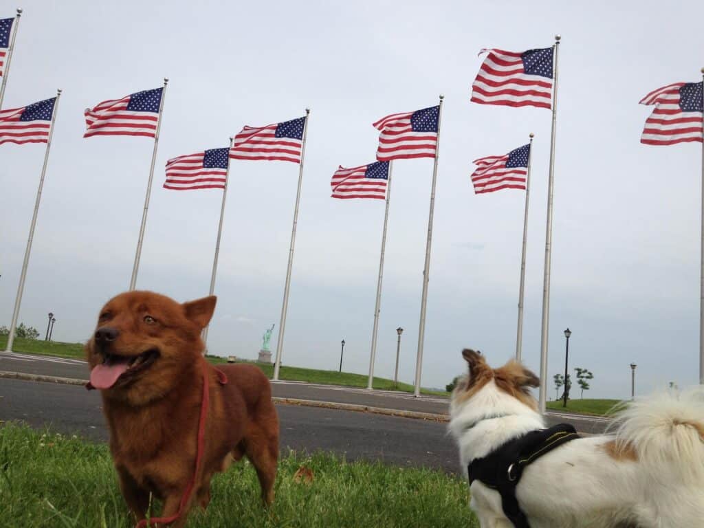 2 small dogs next to USA flags