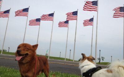 Pet Travel Reimbursement for US Military Service Members