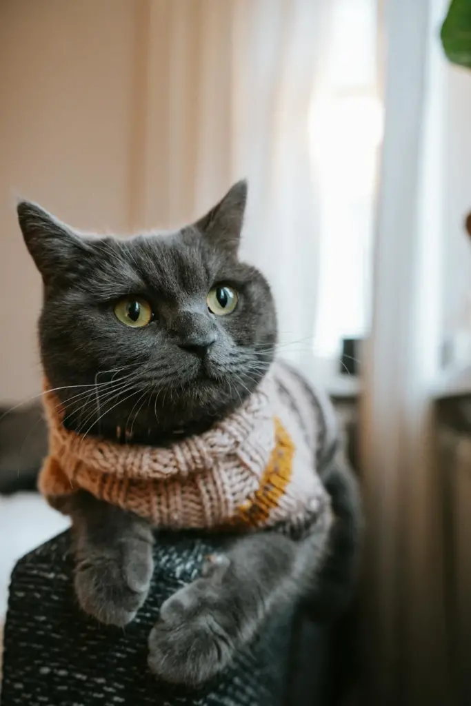 british short haired cat