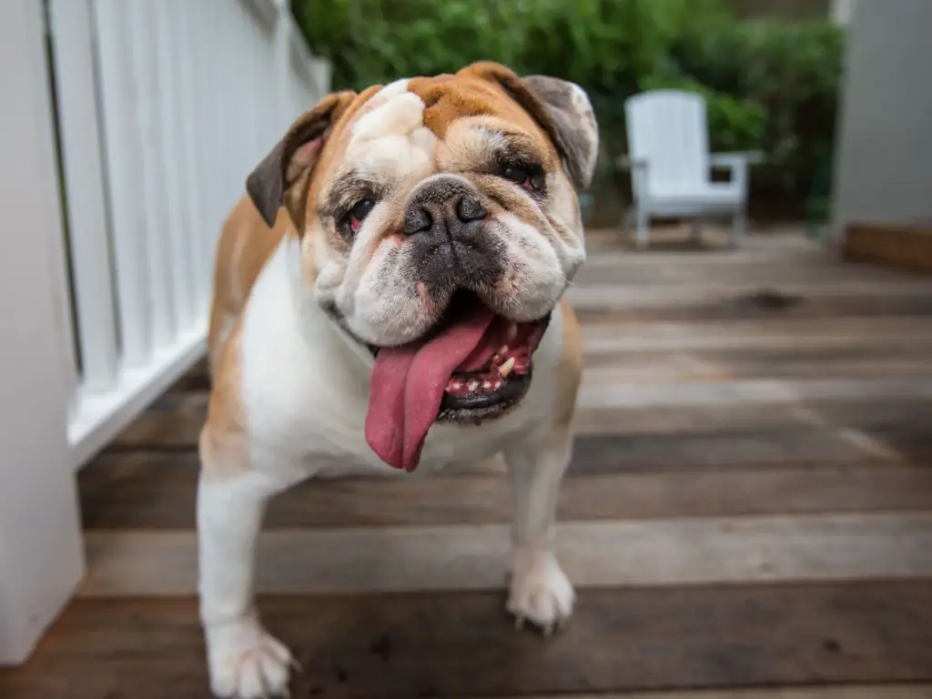bulldog snub nosed dog