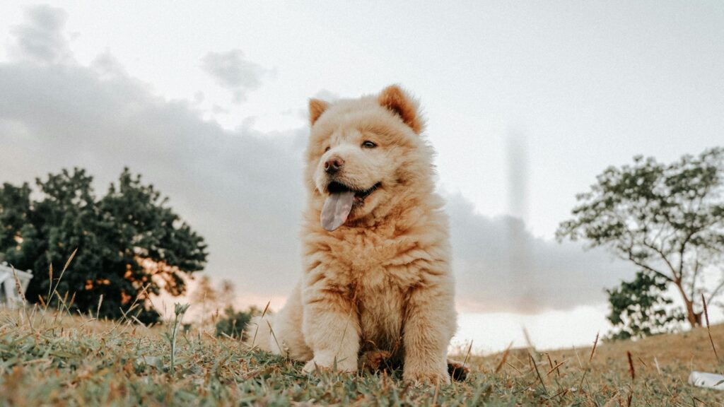 chow chow