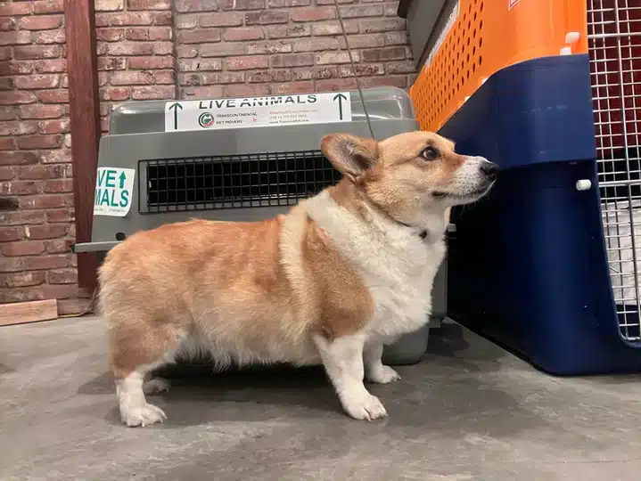 Corgi Dog in front of Petmate #200