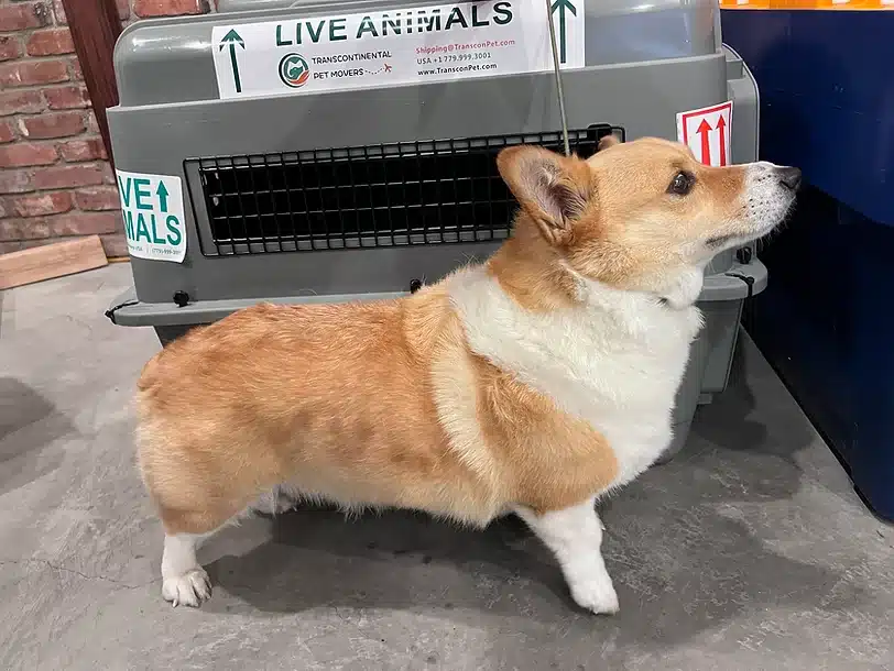 Corgi Dog in front of Petmate #300