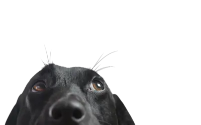 Why Do Most Dogs Have Brown Eyes? An Insight into Canine Genetics