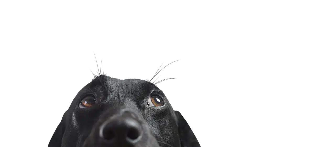 black dog with brown eyes
