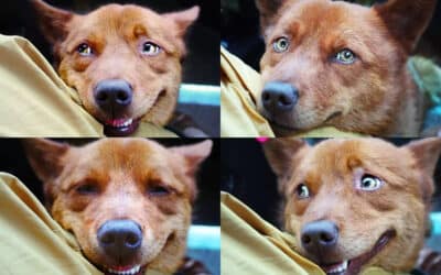How Safe is International Pet Freight Shipping by Air?