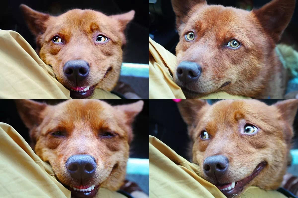 huozhe dog x4