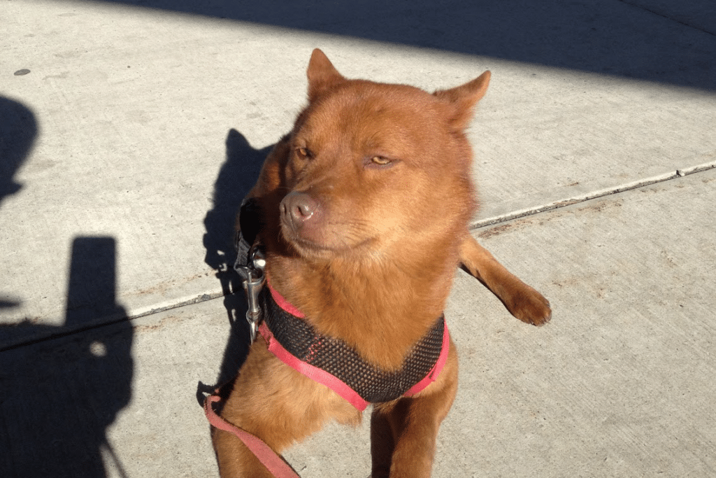a dog arriving from China to the US