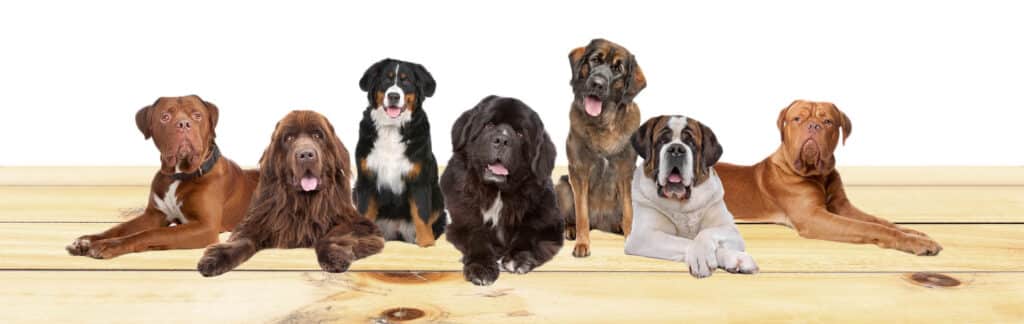 magnum recommended dog breeds