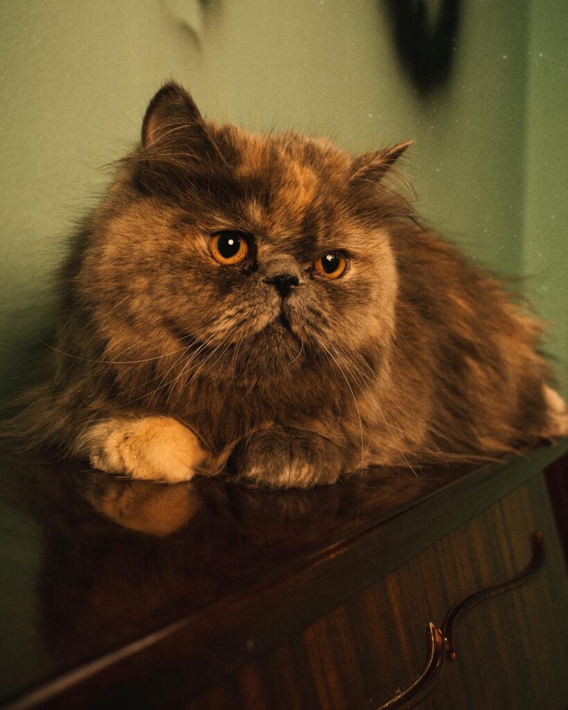 persian cat snub nosed cat