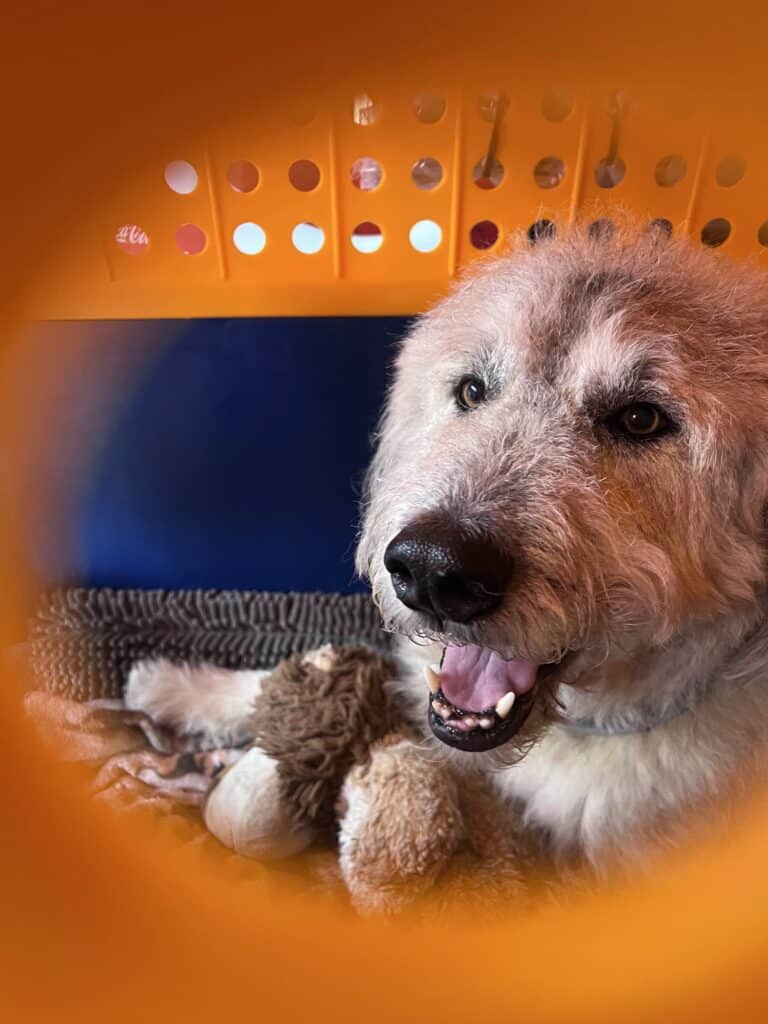 dog in crate