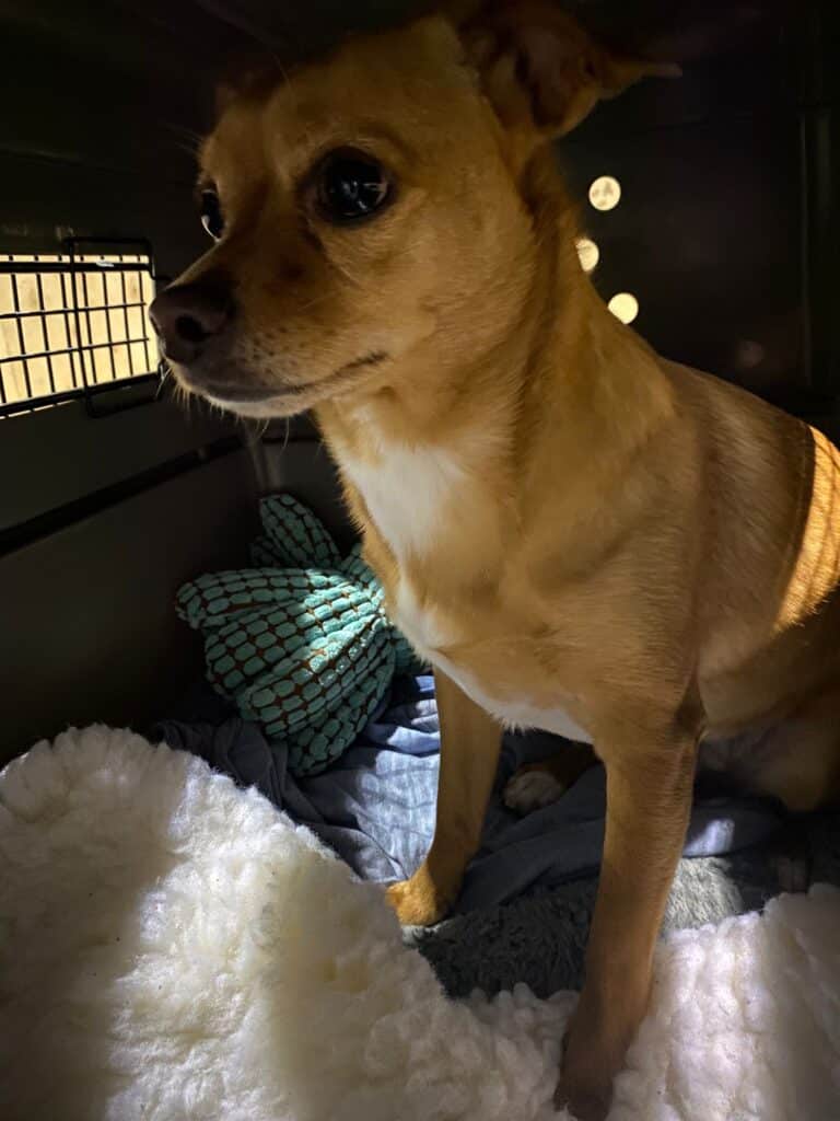 dog in crate