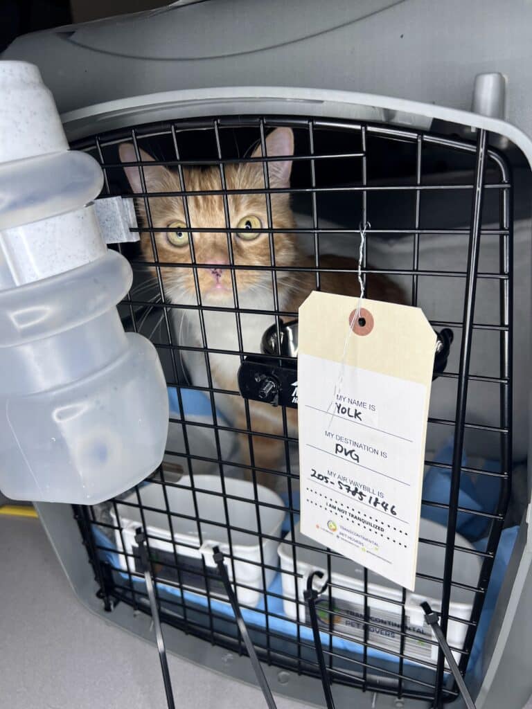 cat in crate