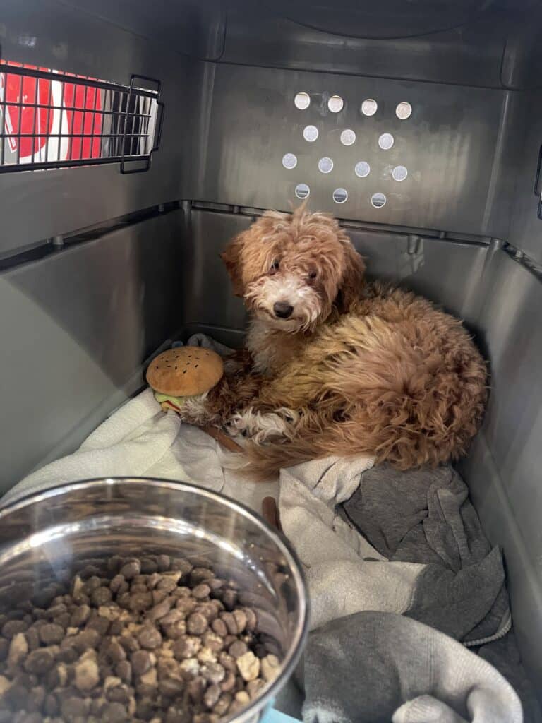 dog in crate