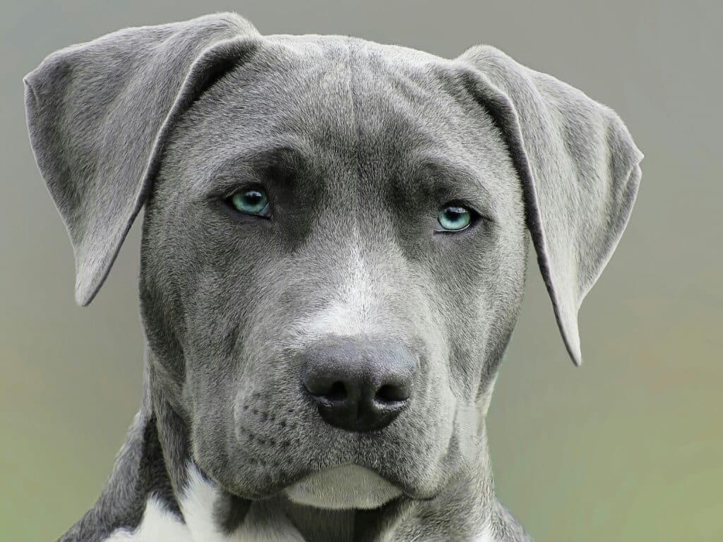 a pitbull dog with blue eyes