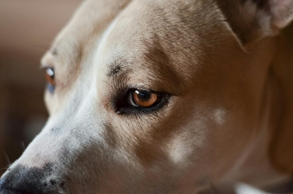 dog eyes