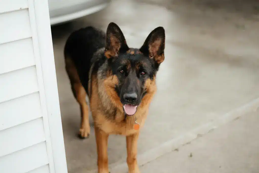 german shepard waiting for owner
