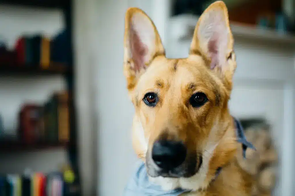 dog eyes