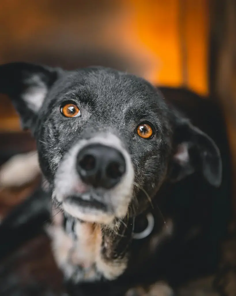 dog eye