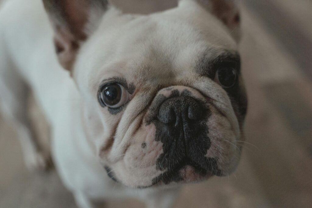 snub nosed dog