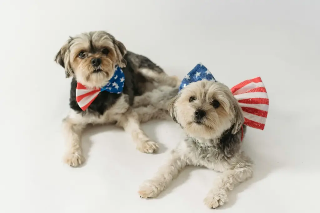 usa dogs