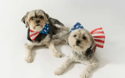 How the 2024 CDC Dog Import Rule Affects Dogs from Rabies High-Risk Countries