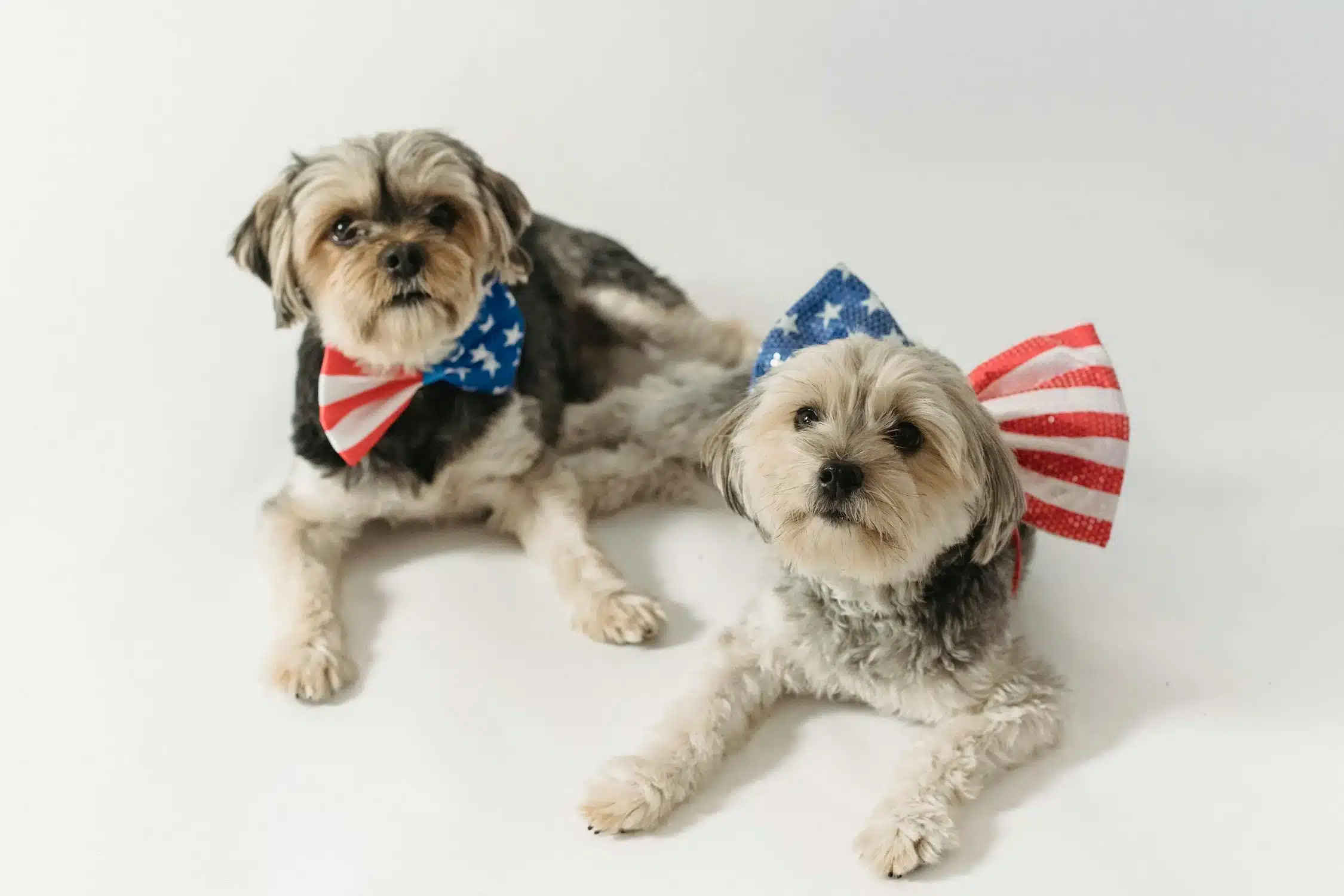 usa dogs