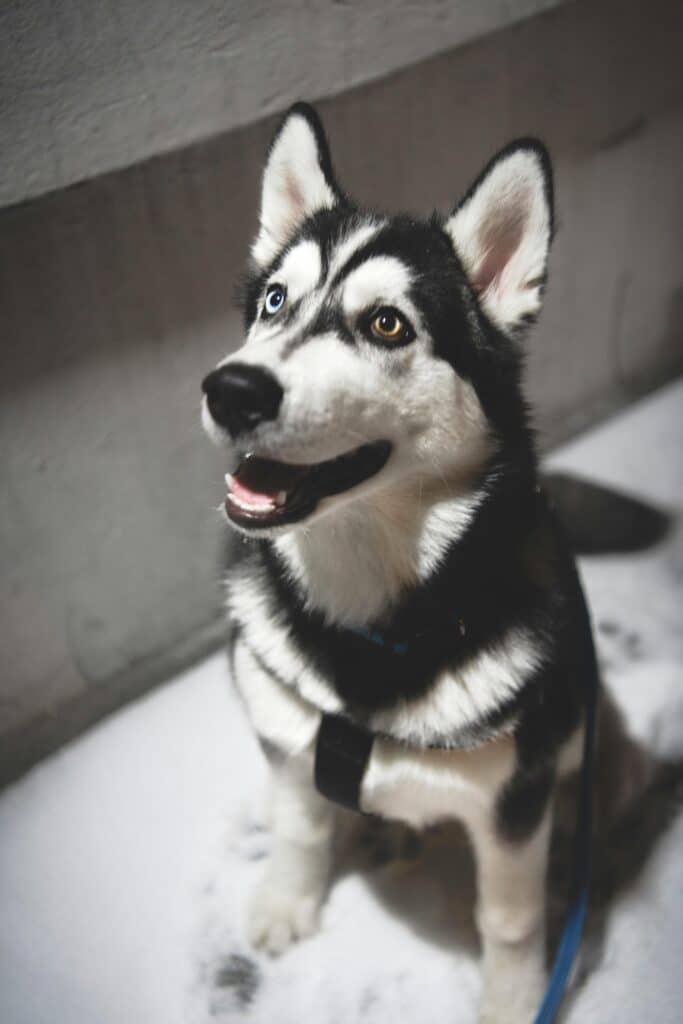 a husky dog with different eye colors