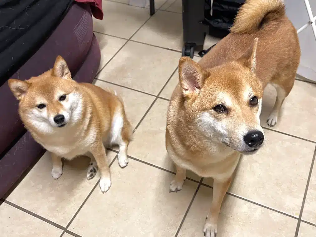 same age shiba inu dogs