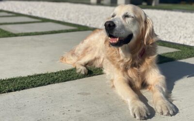 International Pet Shipping