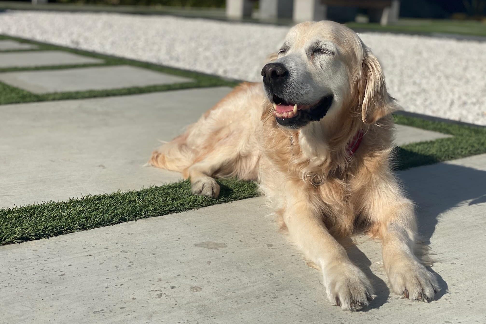 A Golden Retriever shipped from the US to Singapore