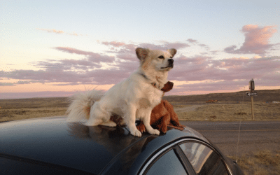 US Domestic Pet Shipping